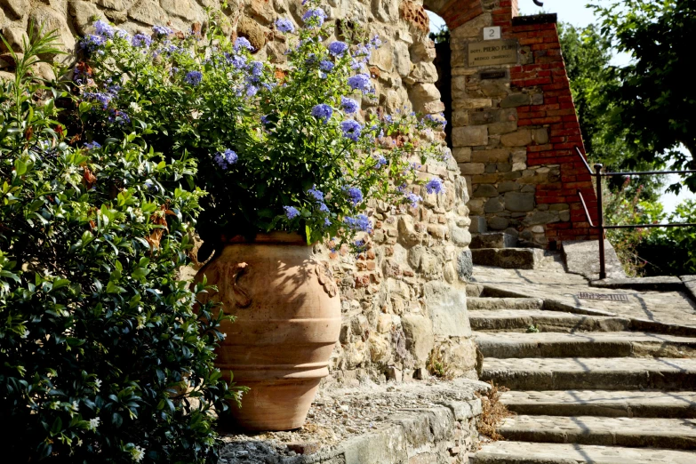 blue flowers bloom in a terracotta container at the foot of steps