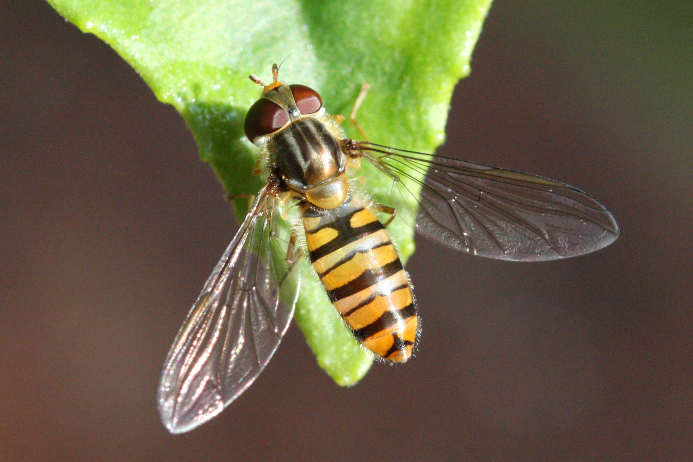 the big insect is on a green leaf