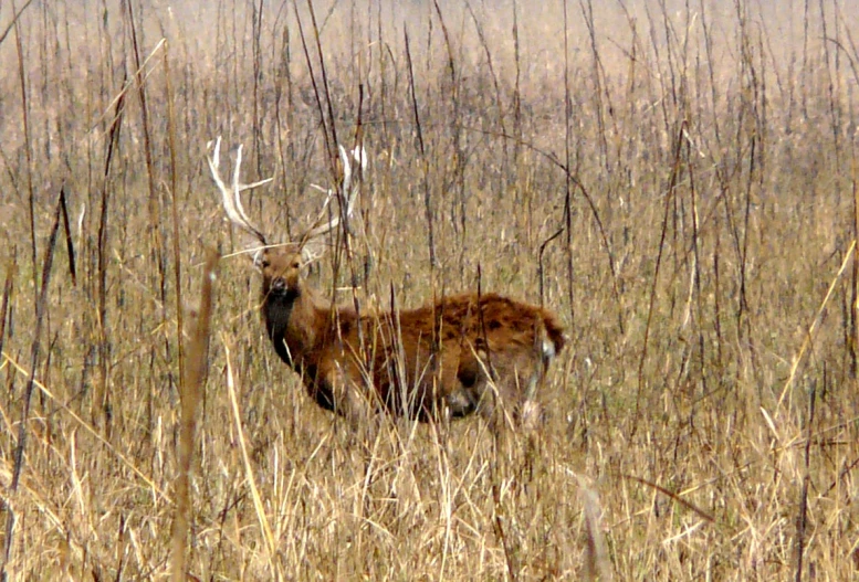 the deer is looking for food in the tall grass