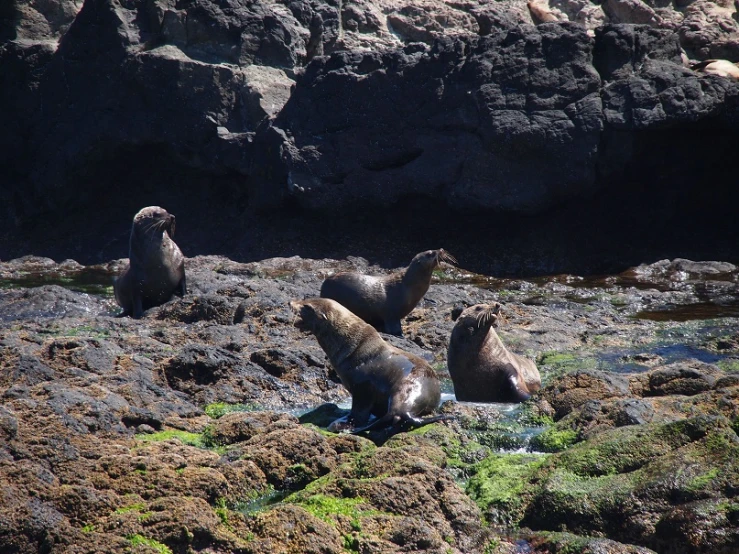 a group of sea lions relaxing on the rocks