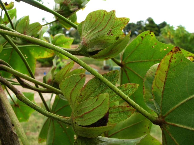 closeup of the leaves of a tree that has just begun to bleach