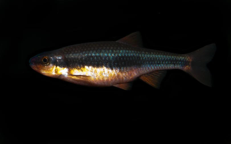 a black fish with brown spots swimming in the water