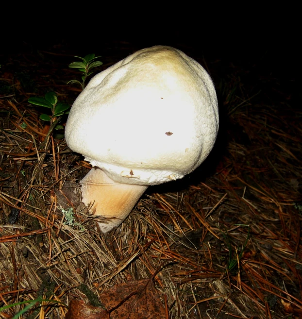 a mushroom growing in the grass by itself