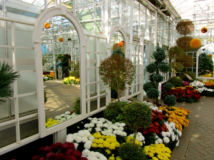 colorful garden plants with orange, white, and yellow flowers in a greenhouse