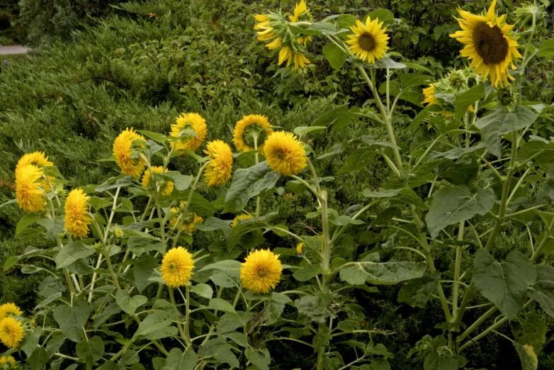 several sunflowers stand tall by the side of a road