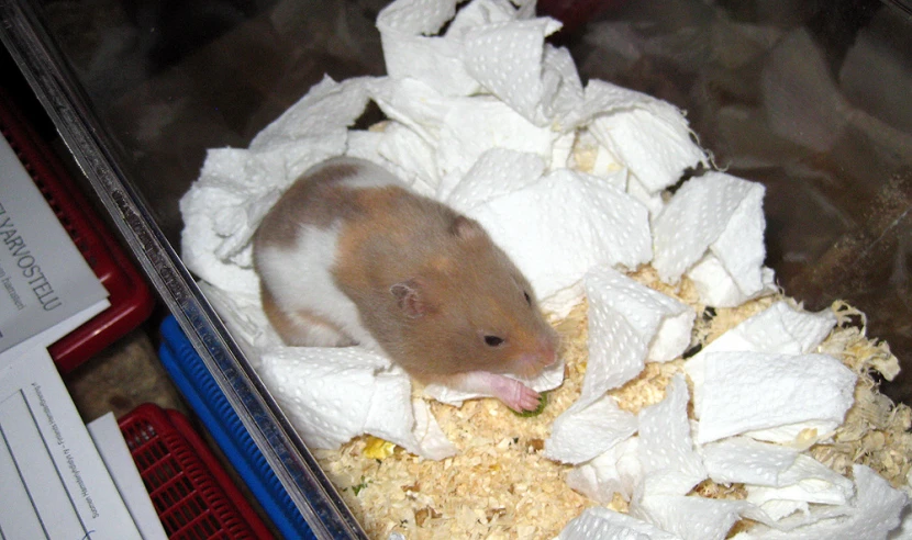 the hamster is eating out of a lot of white paper