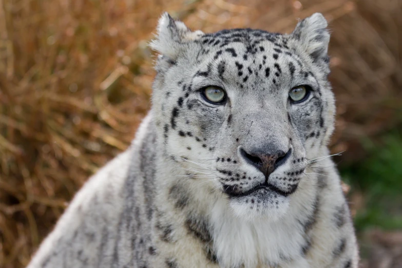 a white snow leopard standing in a grassy area