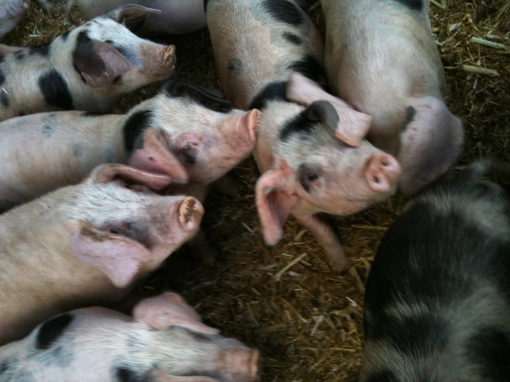 five baby pigs huddled together and playing