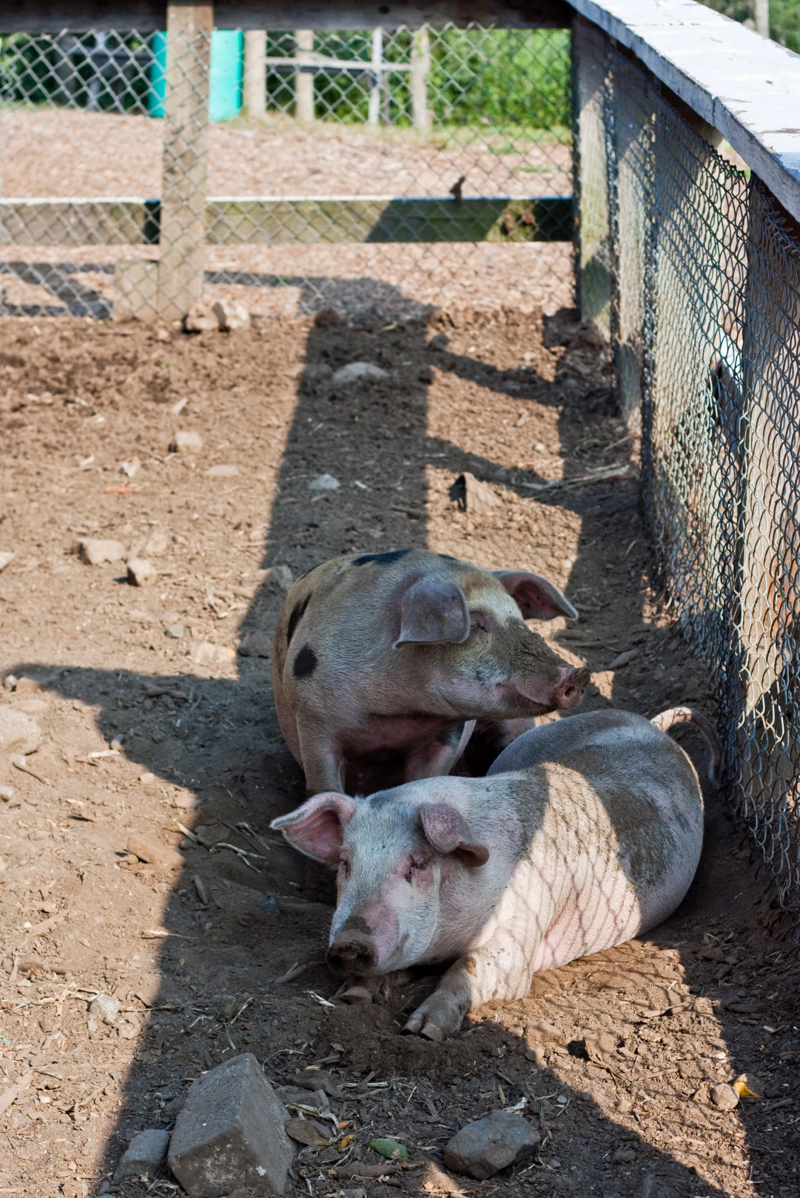 two pigs in a pin, with their faces in the ground