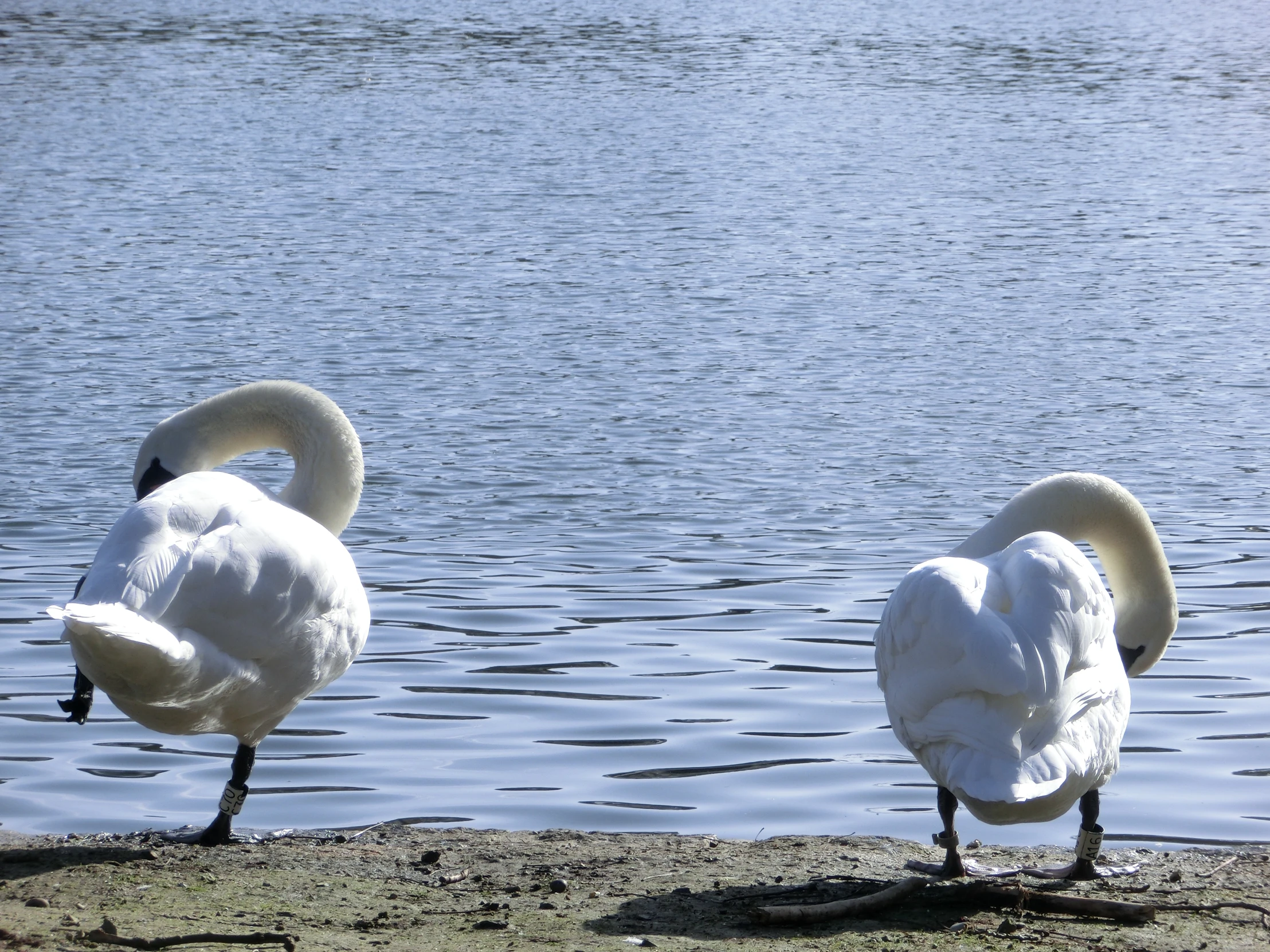 three swans standing on the shore by the water