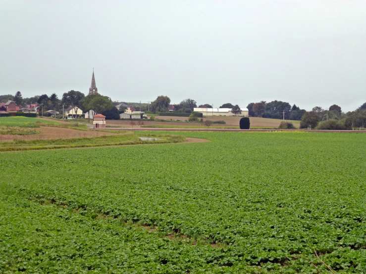 the green field with small plants is seen from behind