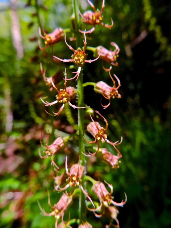 a tall plant with very thin petals in the forest