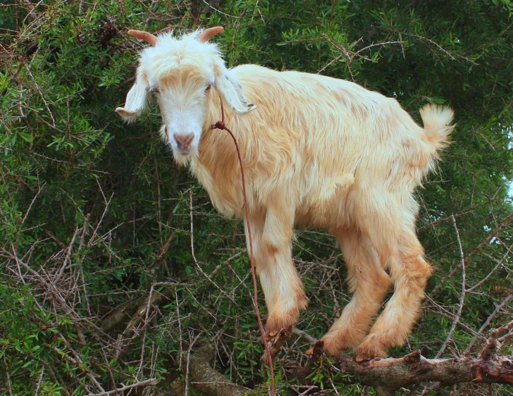 a goat is climbing up a very high tree