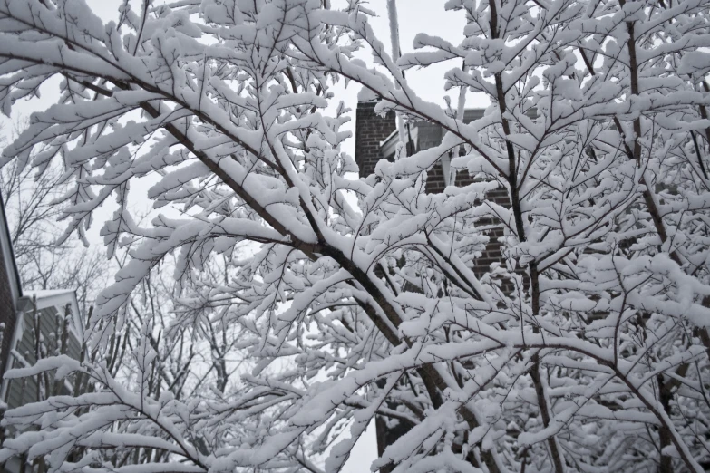 trees on a snowy winter day in the neighborhood