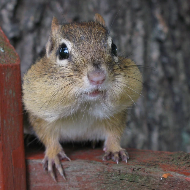 a small rodent sitting on top of a wooden fence