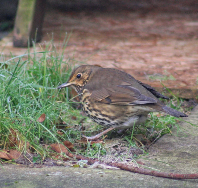 a brown and black bird walking on the ground