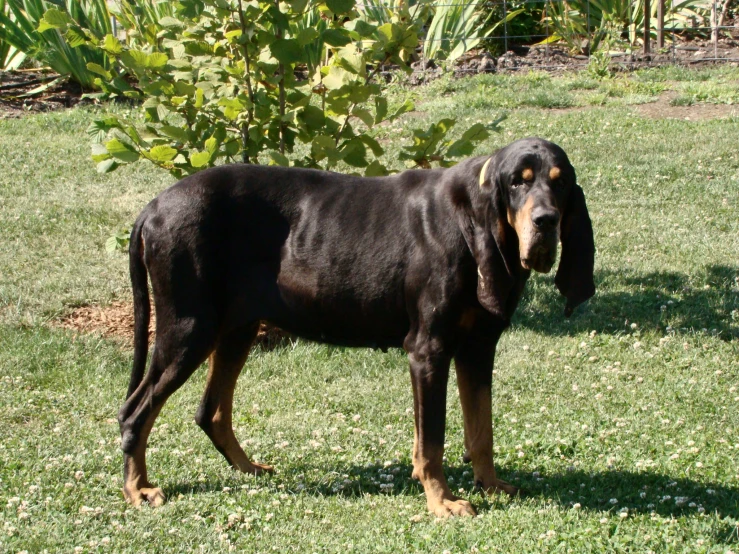 a dog is standing in the grass with its head down