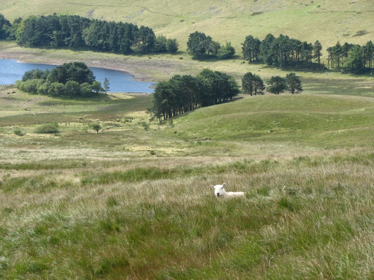a sheep in a meadow with mountains and lakes