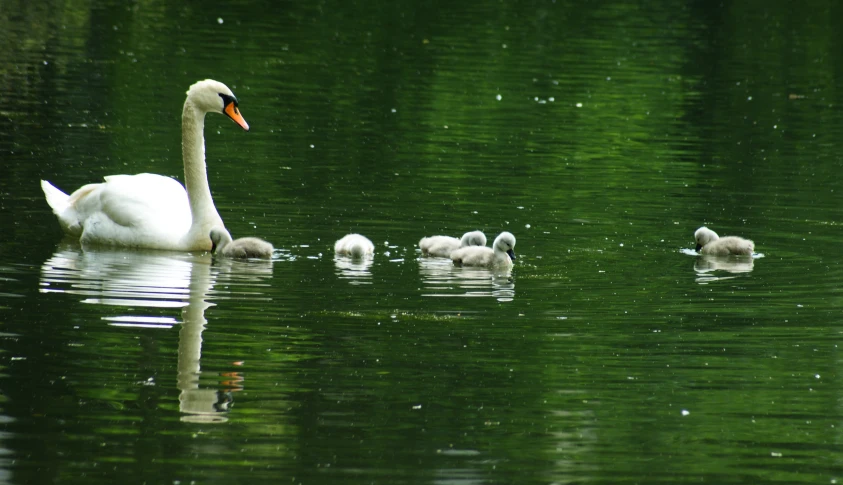 swans swimming with their babies on a pond