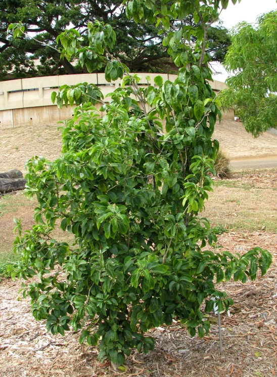 a very big leafy green plant growing in the ground