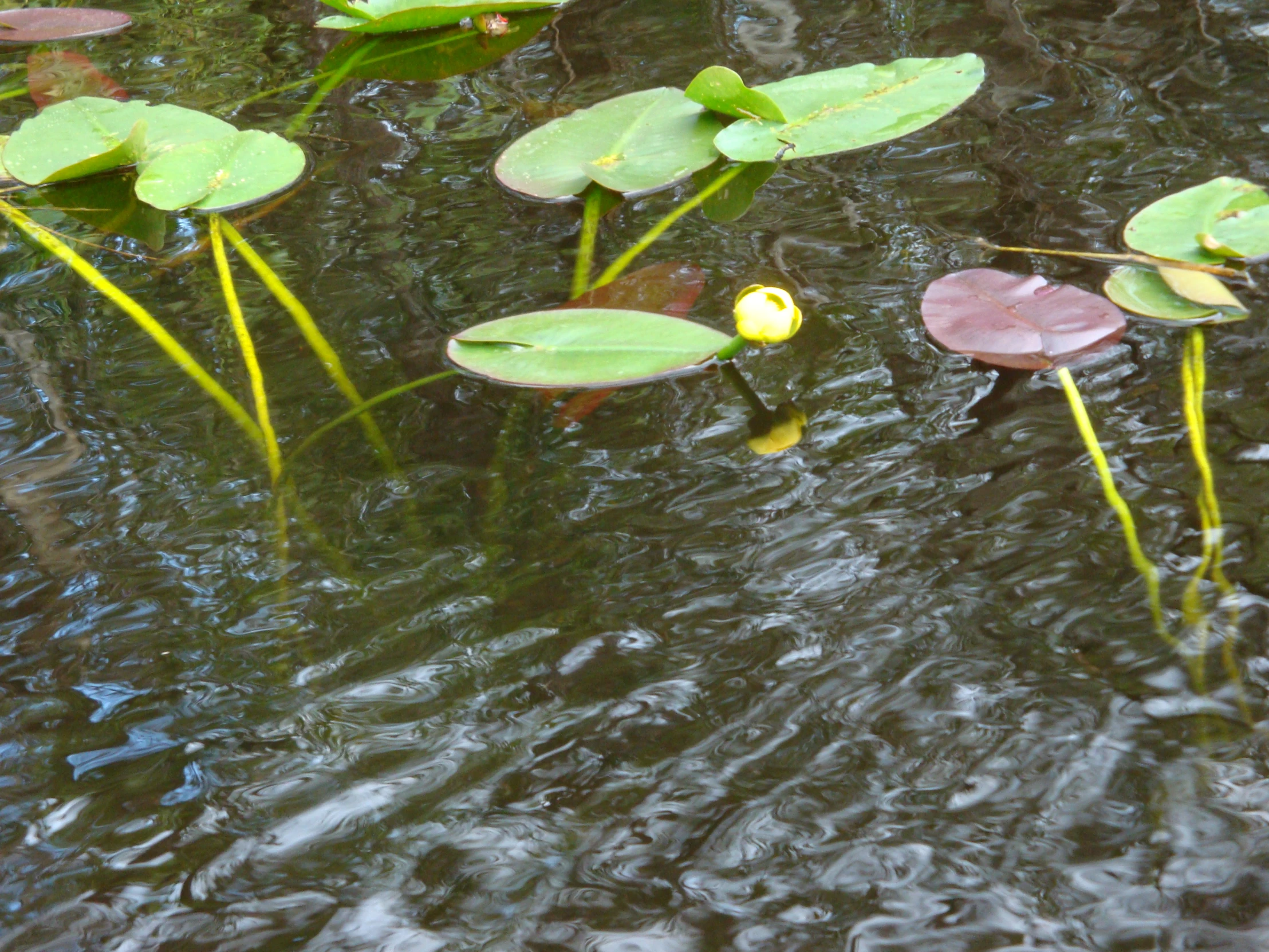 the water lillies are swimming in the pond