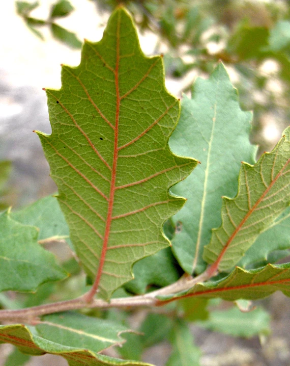 close up of two leaves on the tree