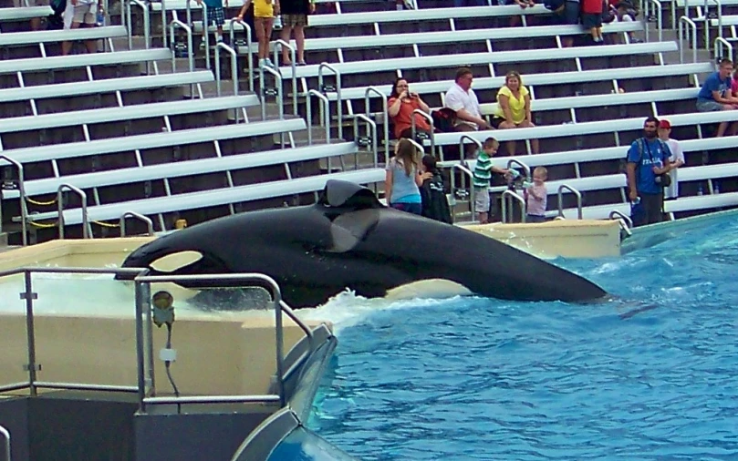 a dolphin is riding in the water in front of the audience