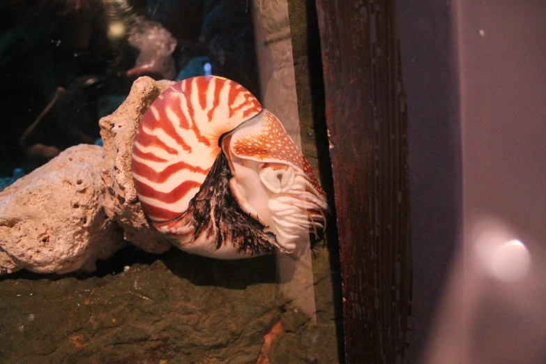 the close up view of a snail on a rock