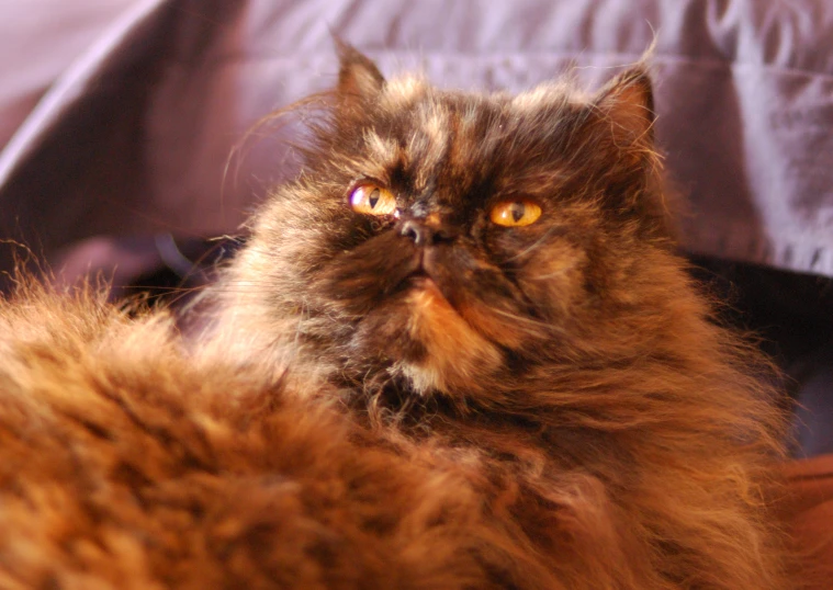 an animal that looks like a fluffy brown cat