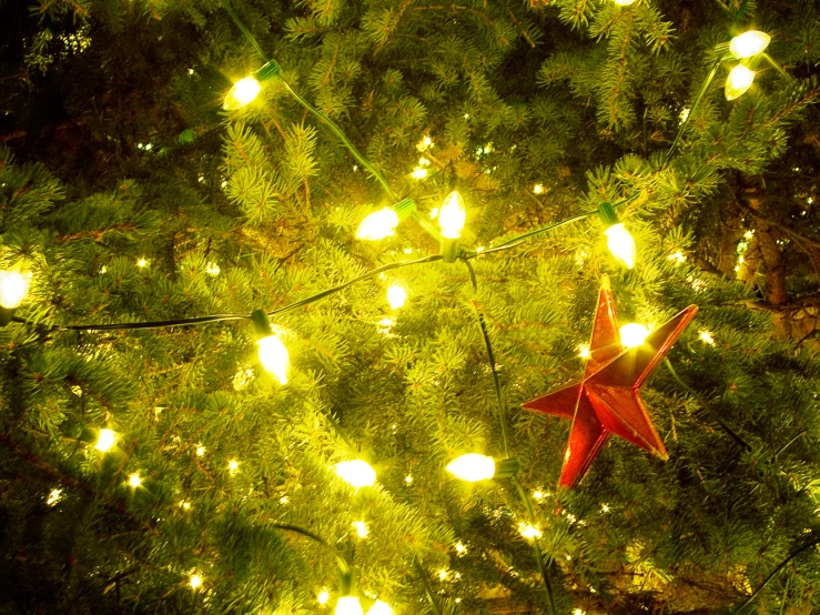 a red star is hanging from a tree