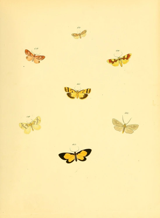 various types of moths are arranged in the shape of a circle