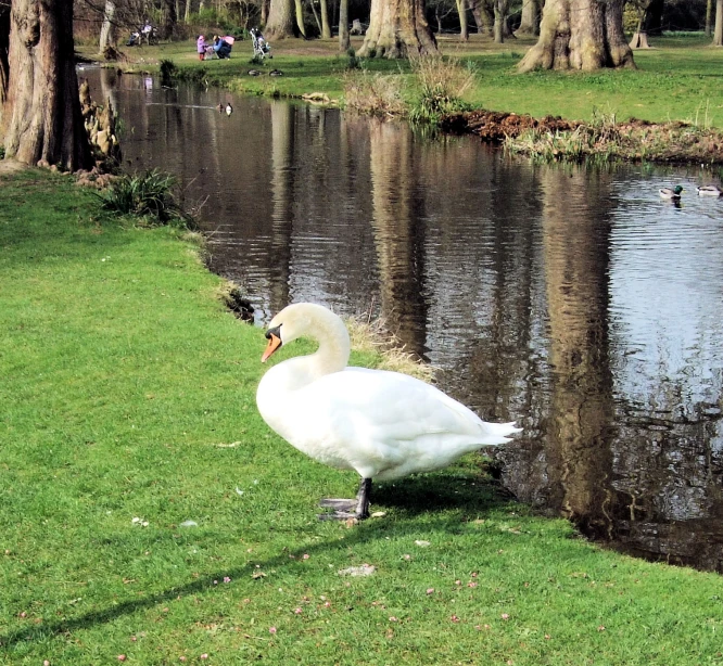 a white swan near some water and trees