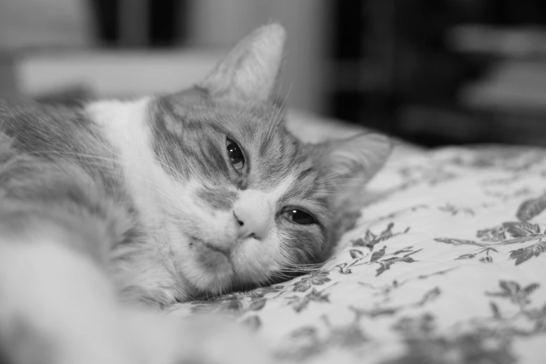 a close up of a cat on top of a pillow