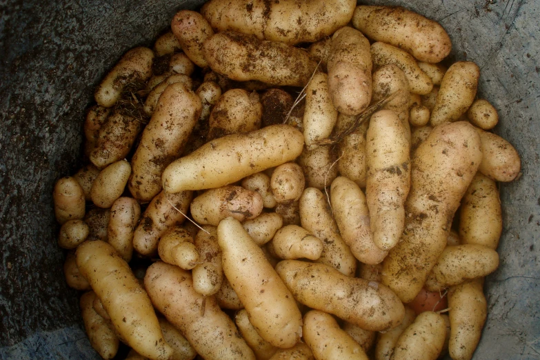 several uncut potatoes sitting in a grey bowl