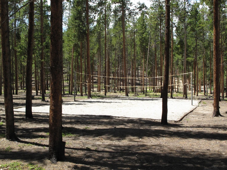 there is a sand area in the middle of the forest