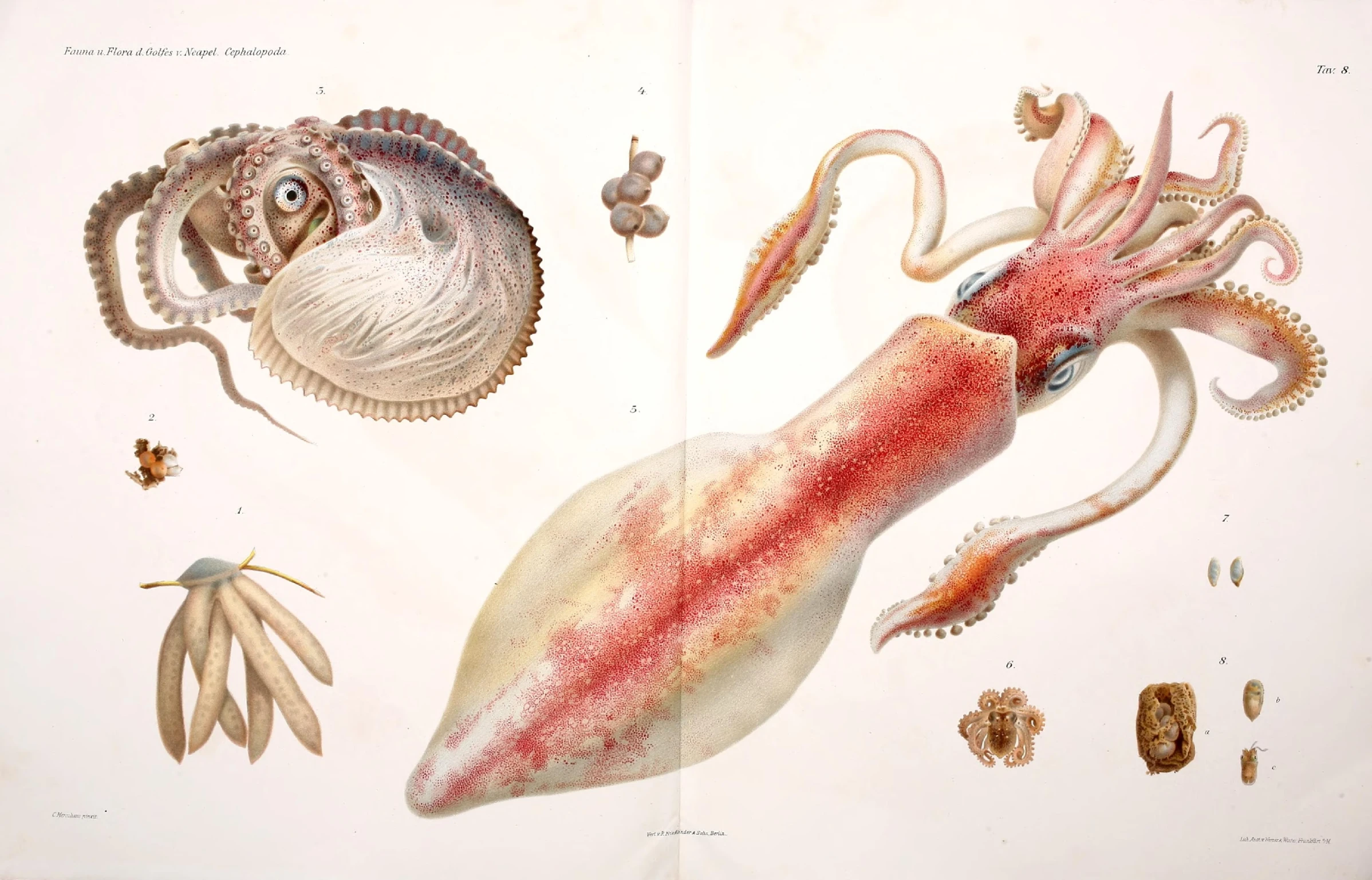 an octo crab and other types of animals