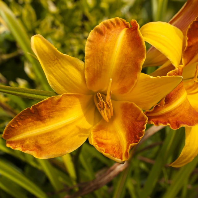 a yellow flower is blooming in the sun