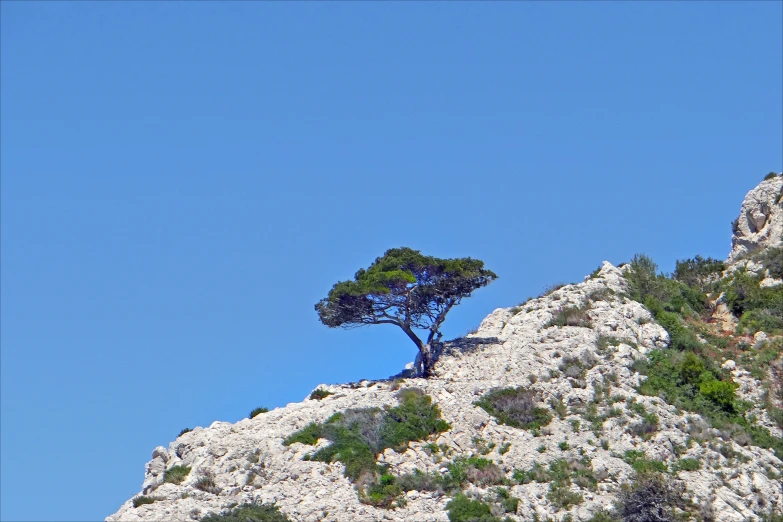 the lone pine tree is on the top of the mountain