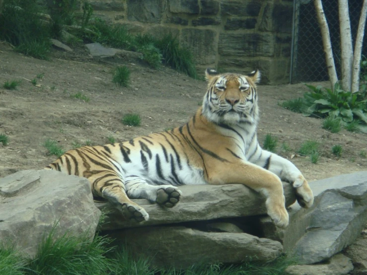 a tiger laying on top of a rock next to a forest