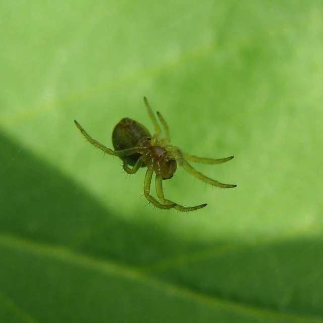 a spider sitting on a green leaf in the sun