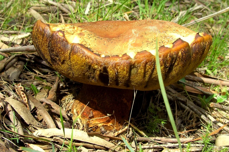 an old, faded and weathered mushroom on the ground