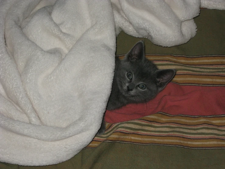 the cat is laying under a blanket near the folded towel