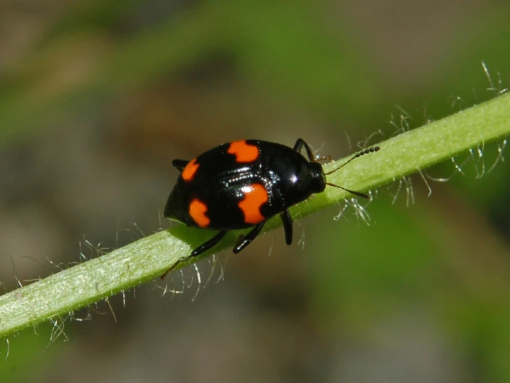 a beetle is standing on a green piece of grass