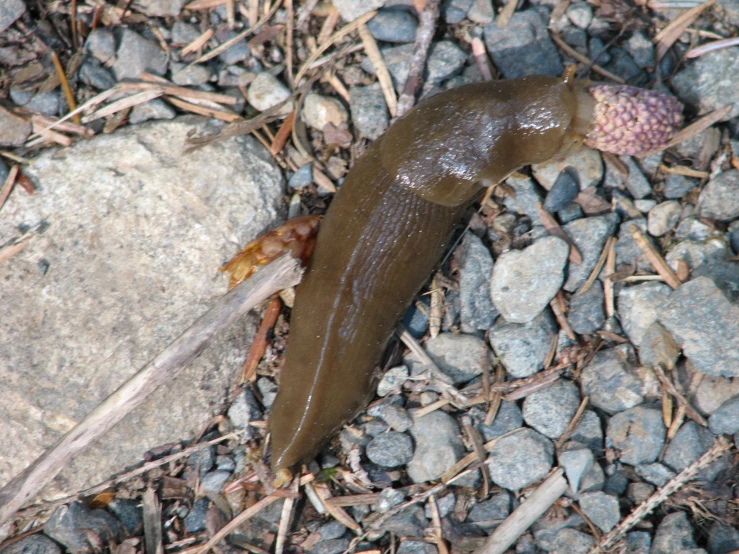 an orange and green slug on the ground