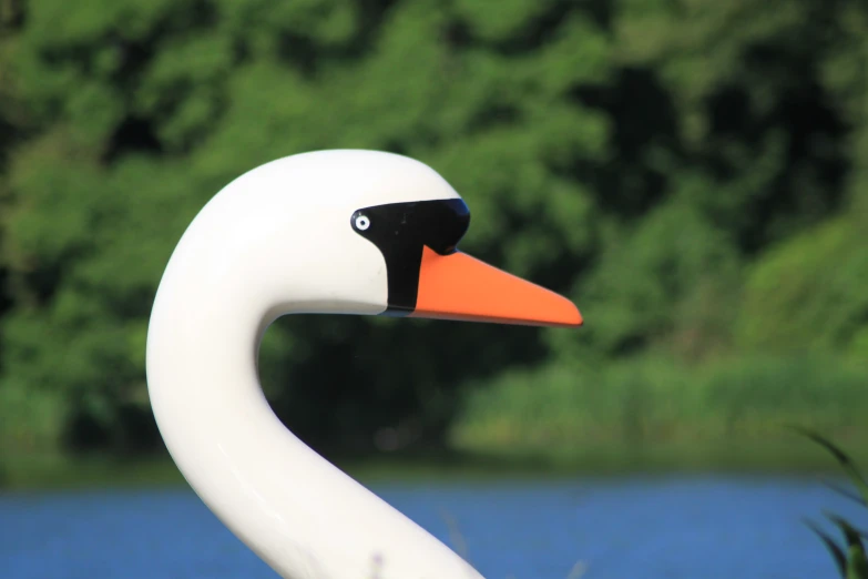 a closeup po of a white bird with an orange beak