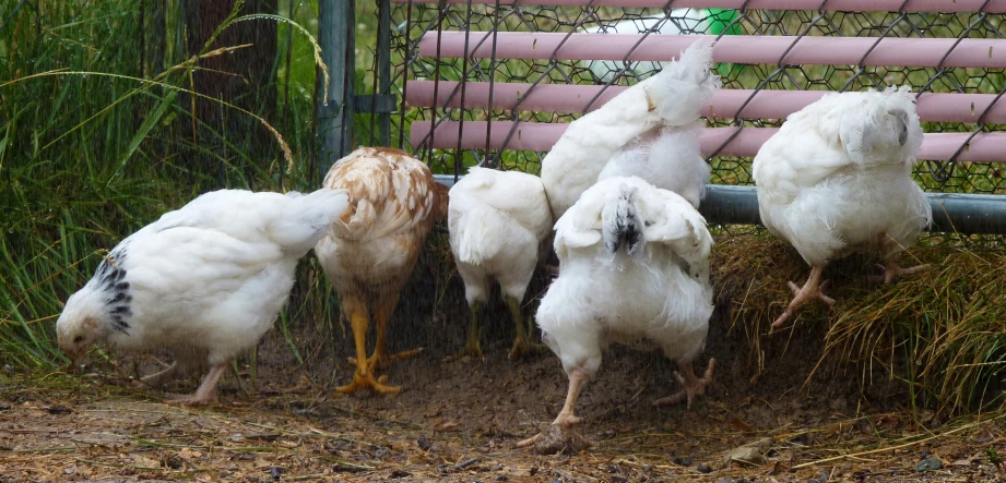 there are chickens that are standing in the pen