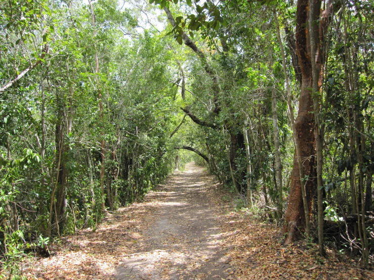 there is a narrow road that goes through a grove