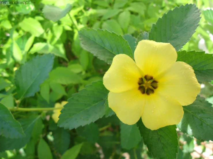 a yellow flower with some green leaves