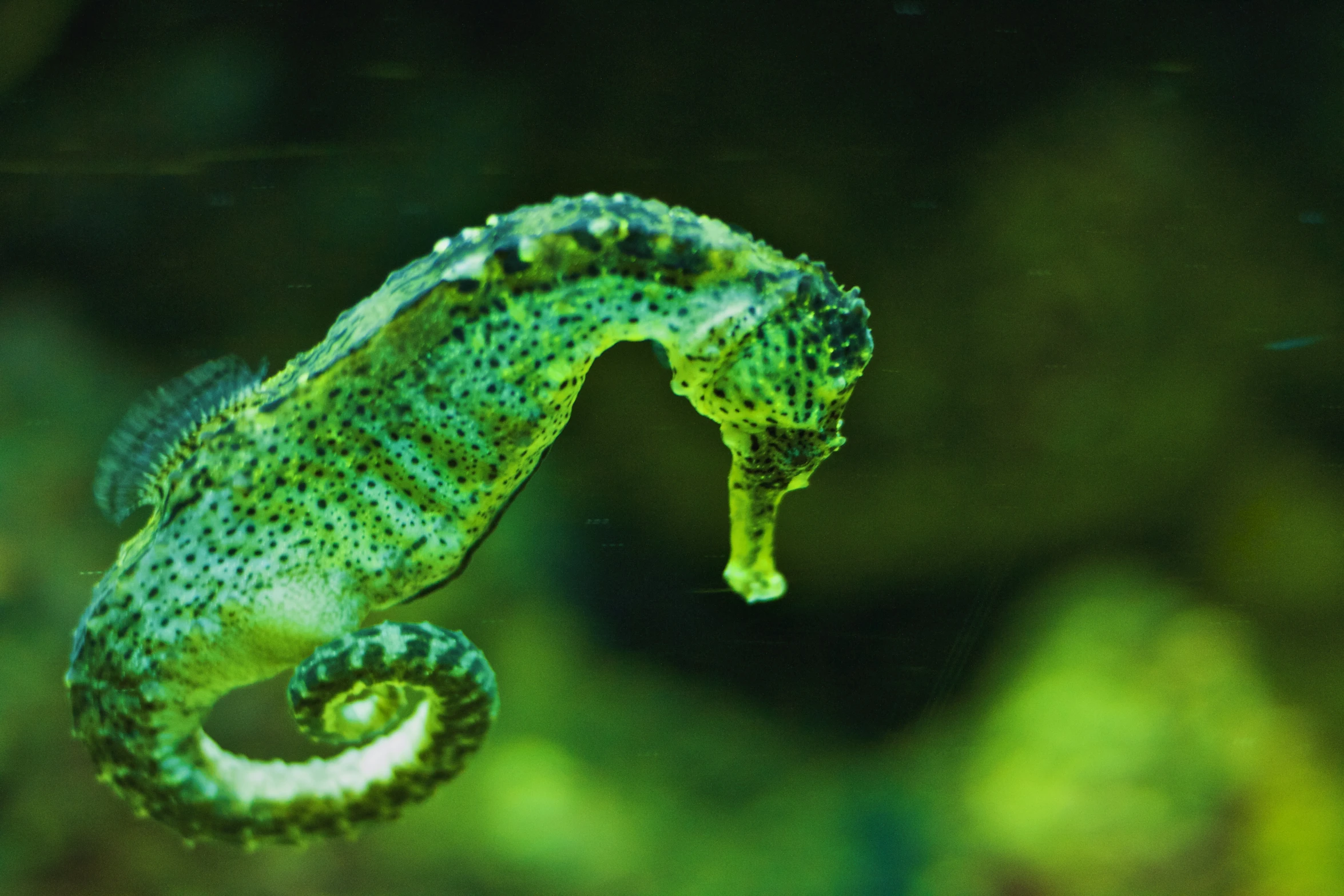a small sea horse in the water, close to it's head