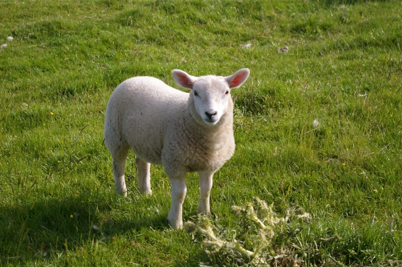 a single sheep is standing in the grass